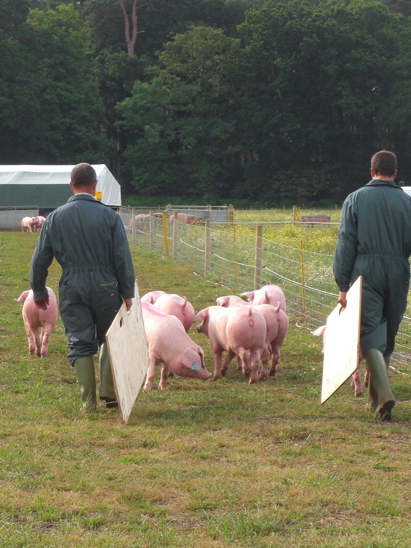 Stockpeople moving outdoor gilts